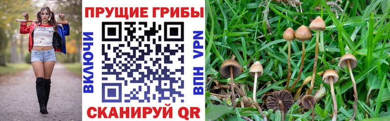 Галлюциногенные грибы Magic Shrooms  Вышний Волочёк 